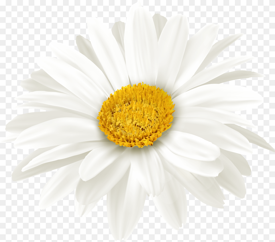 Library Of White Daisy Flower Banner Files Free Png