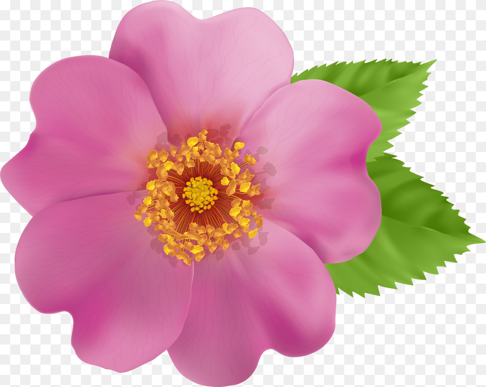 Library Of Wild Rose Picture Stock Border Wild Rose Clipart Free Transparent Png