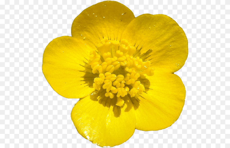 Library Of Yellow Buttercups Banner Freeuse Buttercup Flower Transparent Background, Plant, Pollen, Petal, Geranium Free Png Download