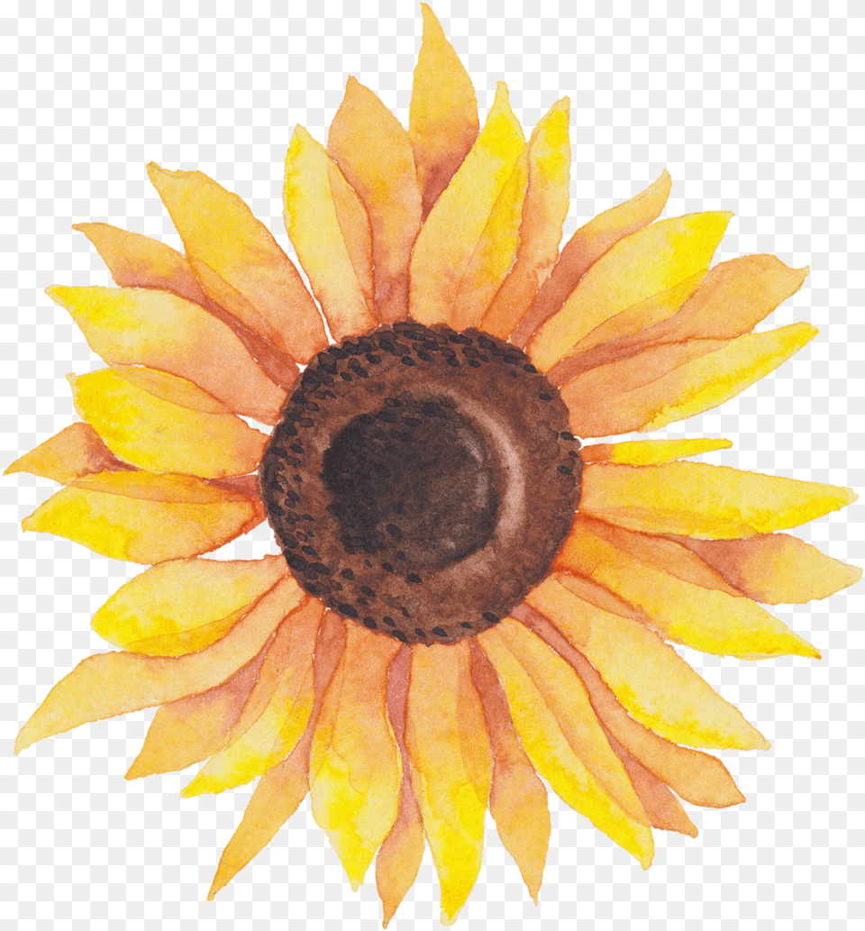 Library Self Portraits Catherine Holmes Background Sunflower Clipart, Flower, Plant, Daisy, Rose Free Transparent Png