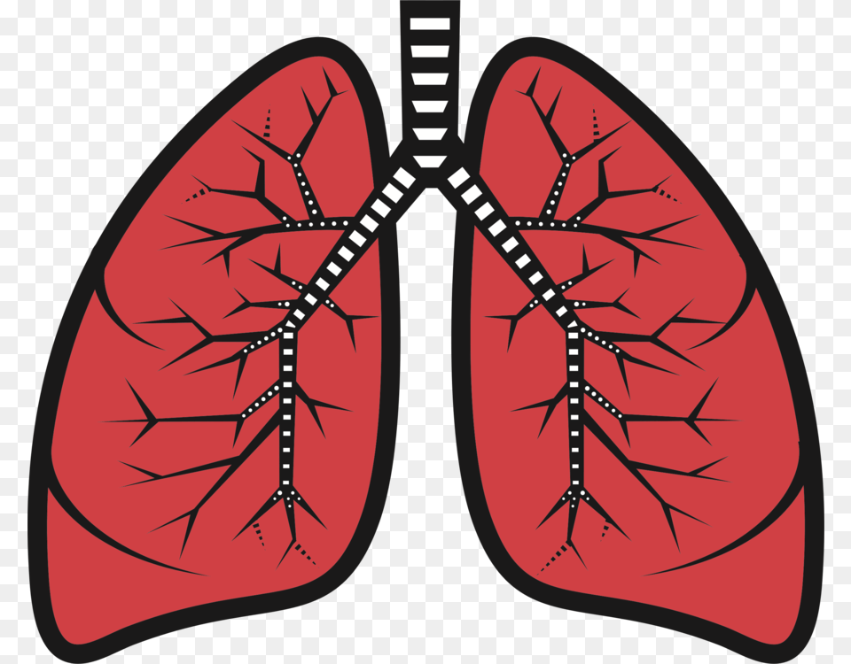 Library Stock Bud Bronchus Respiratory System Trachea Clip Art Of Lungs Free Transparent Png