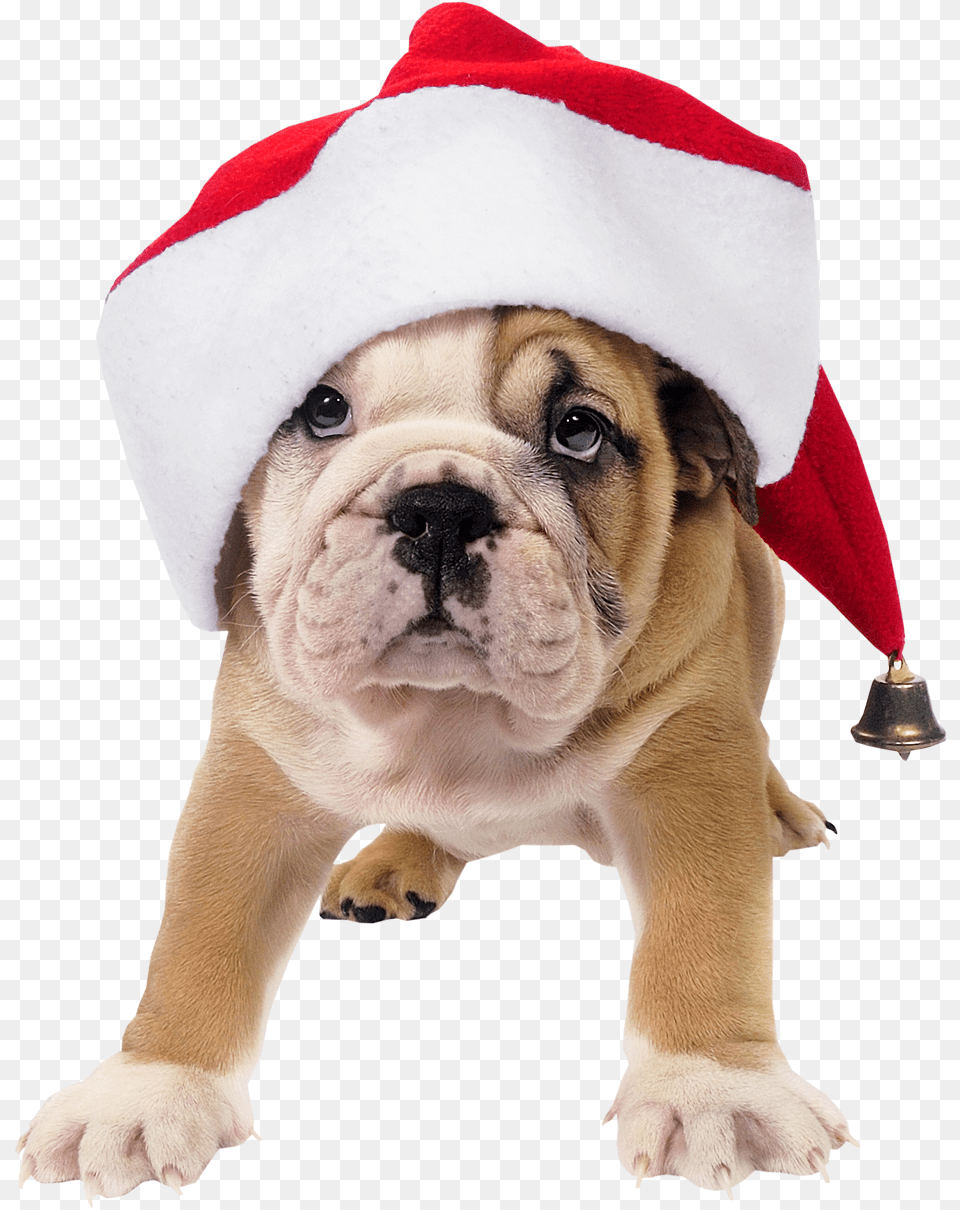 Library Stock Christmas Dogs Clipart Dog In Santa Hat, Animal, Bulldog, Canine, Mammal Free Png