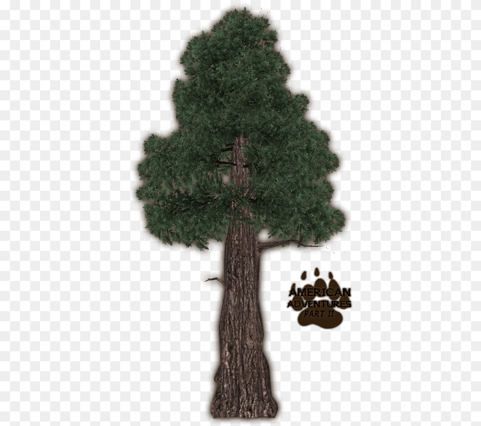 Library Wiki Zoo Tycoon 2 Coast Redwoods, Plant, Tree, Tree Trunk, Conifer Png