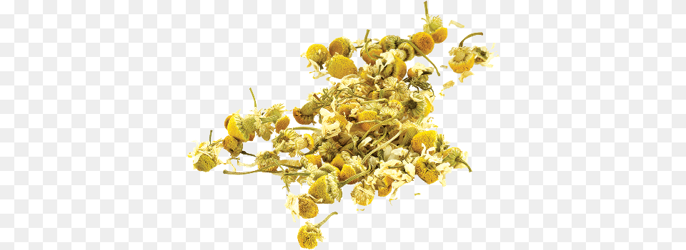 Library Woman S Moon Cycle Camomile, Flower, Plant, Pollen, Herbal Png Image