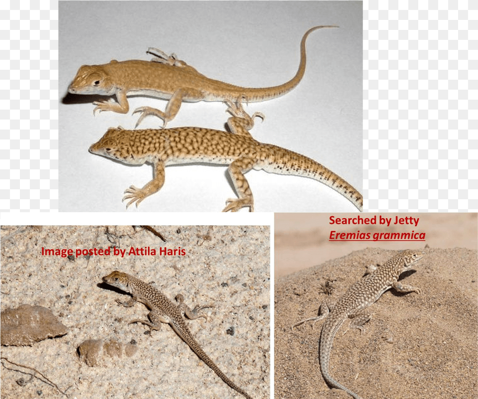 Libyan Lizards, Animal, Anole, Reptile, Wildlife Free Png Download
