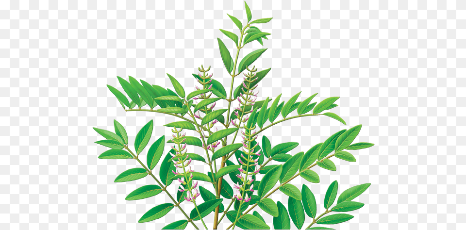 Licorice Root Tea, Vegetation, Plant, Leaf, Herbs Png