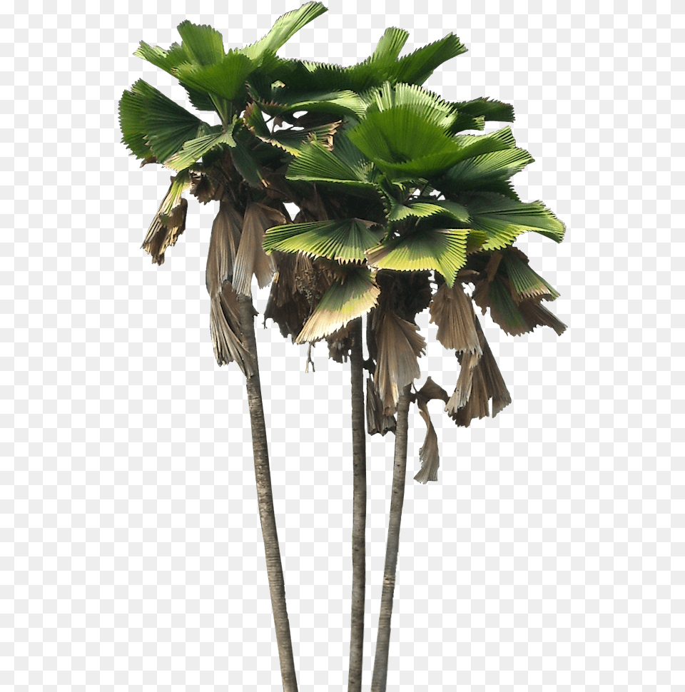 Licuala Grandis, Leaf, Palm Tree, Plant, Tree Png