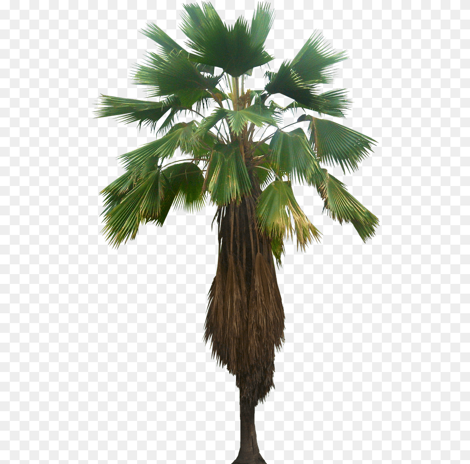 Licuala Palm, Palm Tree, Plant, Tree Free Transparent Png