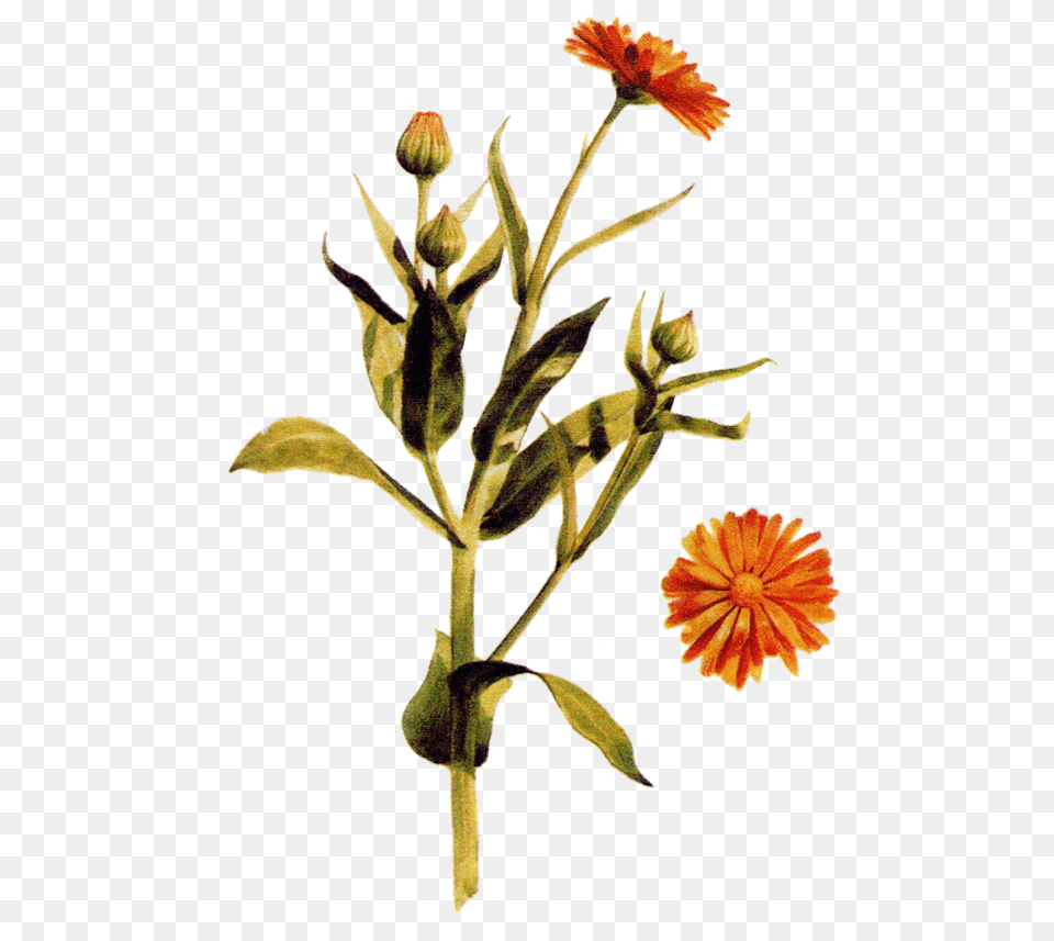 Lieiv Rastliny, Daisy, Flower, Petal, Plant Free Png