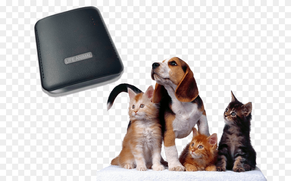 Life Animal Portable Device Webwellness Brt For Cats Perro Y Gatos Amigos, Canine, Pet, Dog, Mammal Free Png Download