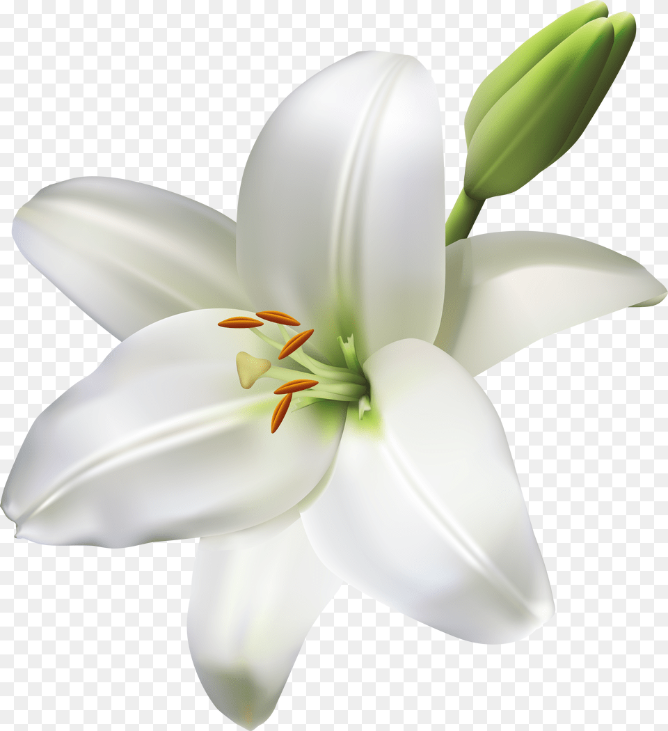 Life Clipart White Flower Png