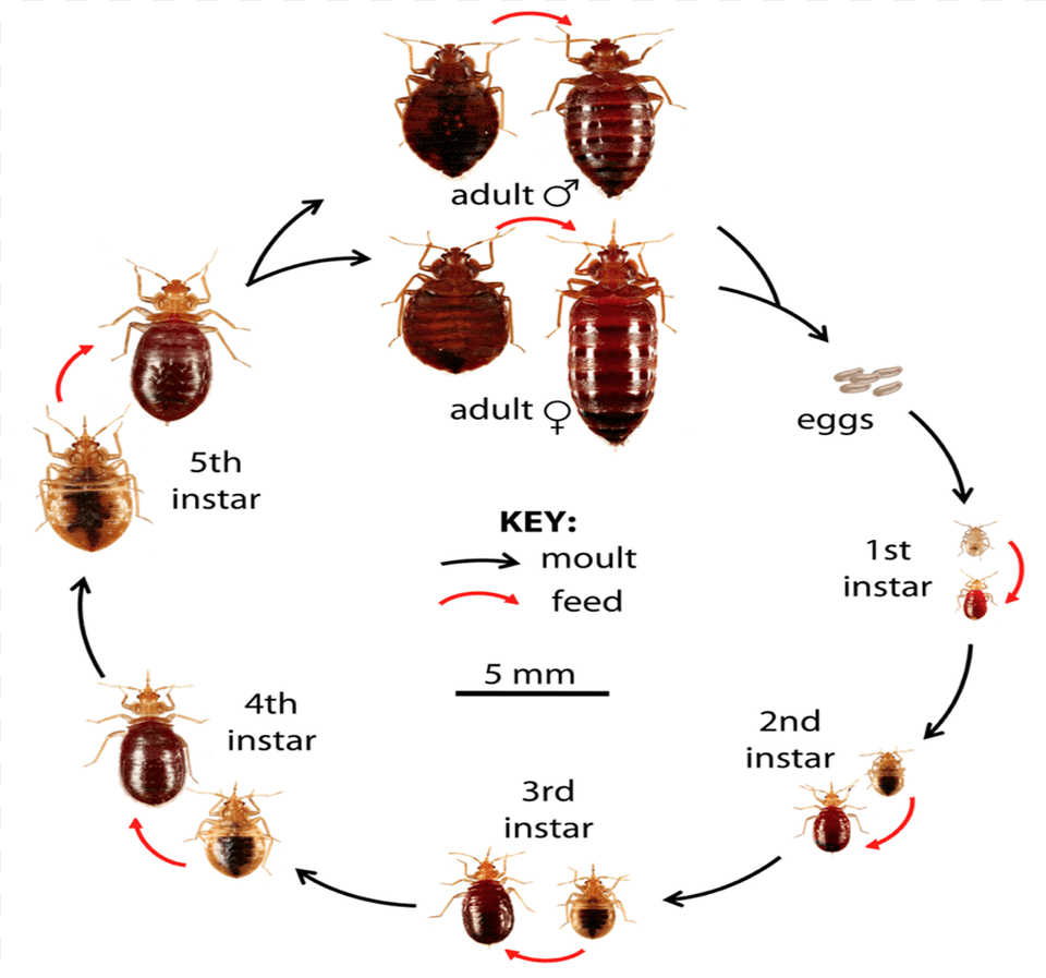 Life Cycle Amp Feeding Image Pest Control Chennai, Animal, Insect, Invertebrate Free Png Download