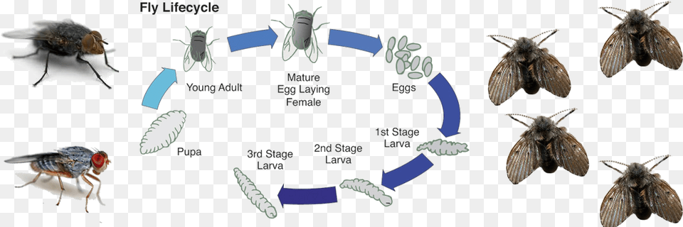 Life Cycle Of A Fly Carrion Fly Life Cycle, Animal, Insect, Invertebrate, Butterfly Free Png Download