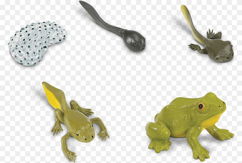 Life Cycle Of A Frog Life Cycle Of A Frog Toy, Cutlery, Spoon, Animal, Wildlife Free Png Download