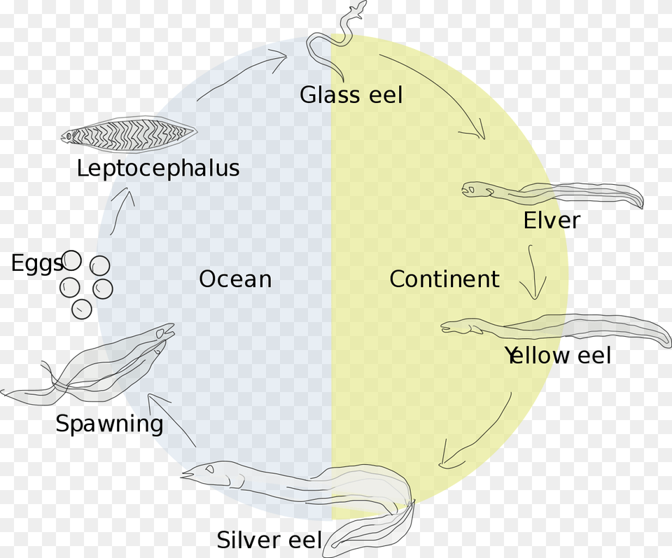 Life Cycle Of A Gulper Eel, Animal, Fish, Sea Life, Shark Free Transparent Png