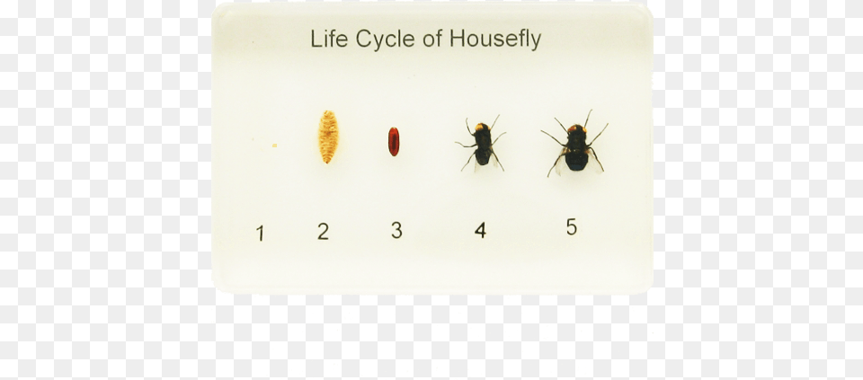 Life Cycle Of A Housefly Housefly, Animal, Insect, Invertebrate, Computer Free Transparent Png