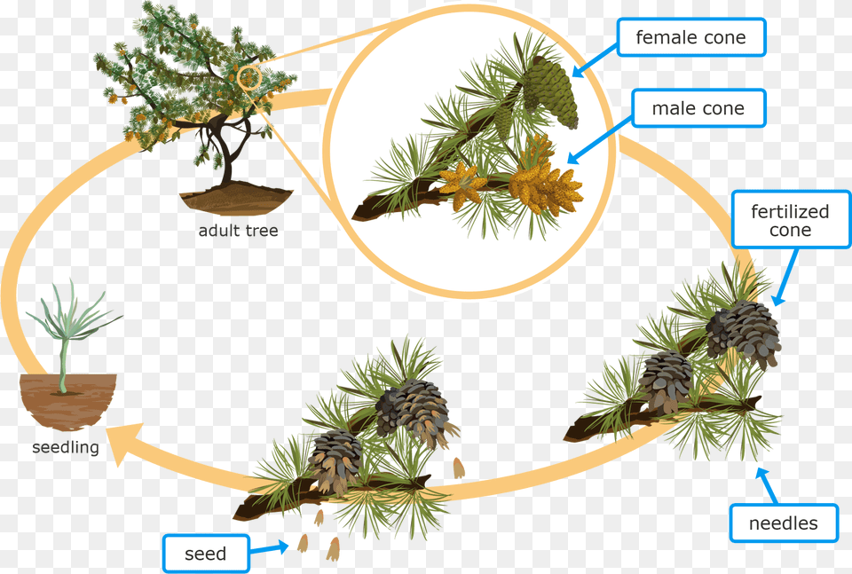 Life Cycle Of Conifer Plant, Larch, Potted Plant, Tree, Pine Png