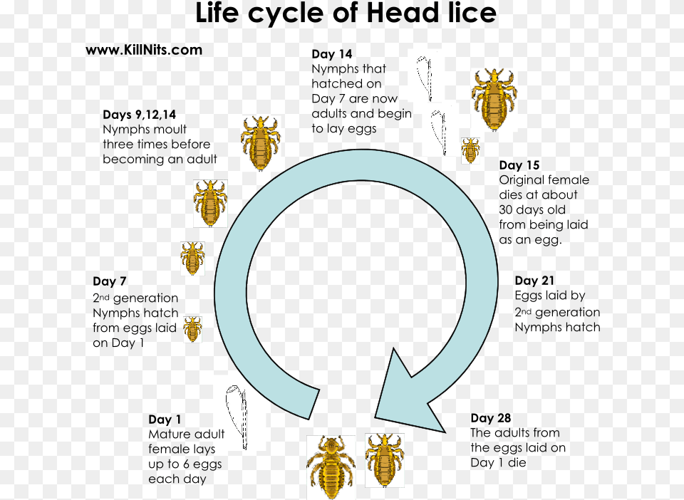 Life Cycle Of Head Lice Do Lice Lay Eggs, Animal, Insect, Invertebrate Free Png Download