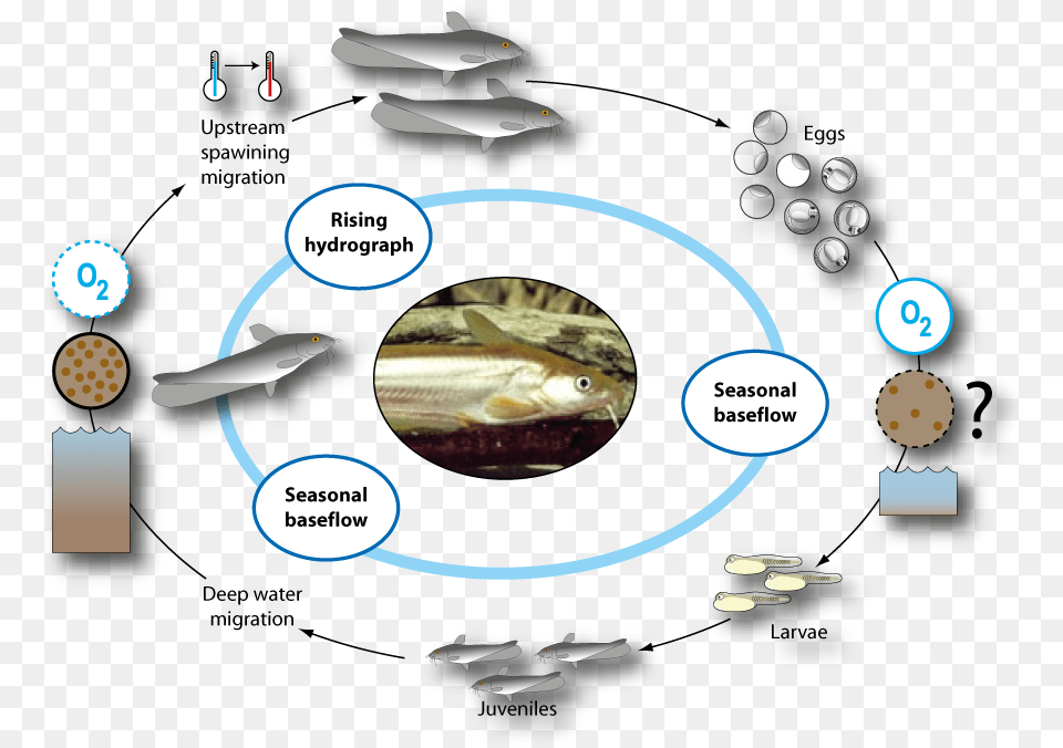 Life Cycle Of Hyrtl39s Catfish Life Cycle, Animal, Fish, Sea Life Free Png Download