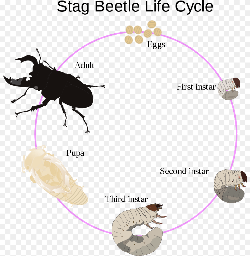 Life Cycle Stag Beetle Larvae, Animal, Insect, Invertebrate Free Transparent Png