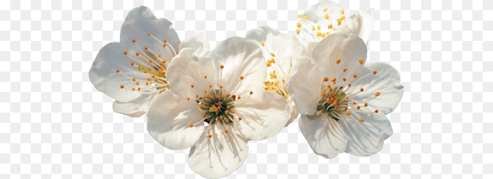 Life Imitates Art, Flower, Plant, Pollen, Anther Free Transparent Png