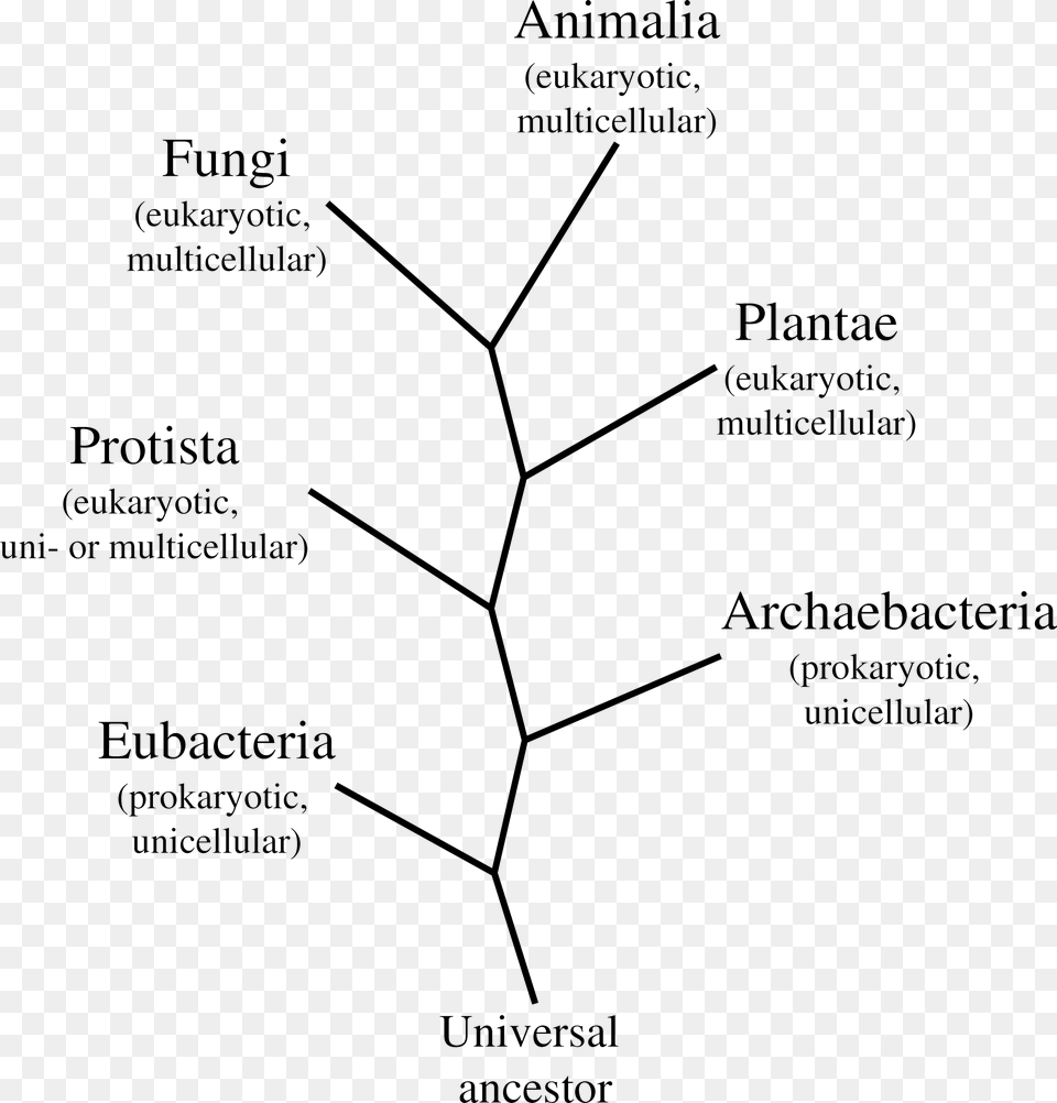 Life Six Kingdoms 6 Kingdoms Tree Of Life, Diagram Png Image