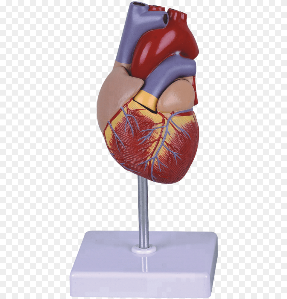 Life Size Human Heart Model For Education Heart Model, High Heel, Body Part, Clothing, Torso Png Image