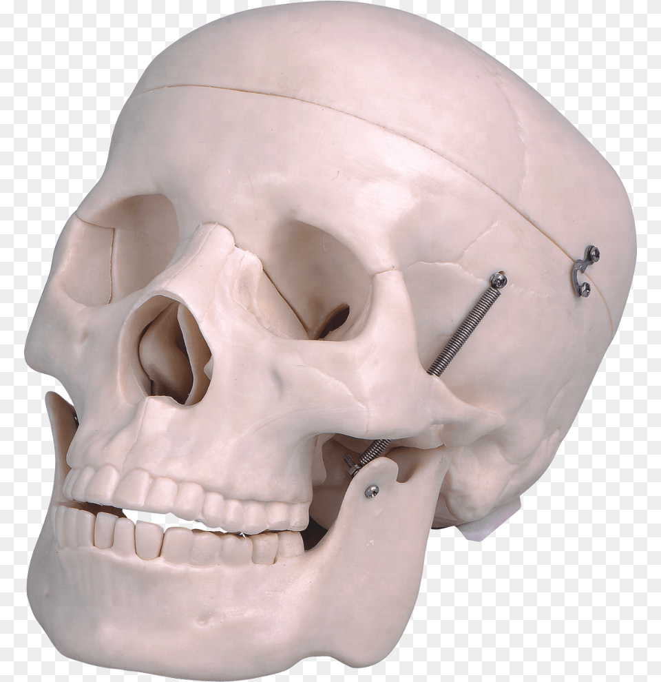 Life Size Plastic Human Skull Skull, Head, Person, Face, Baby Free Png Download