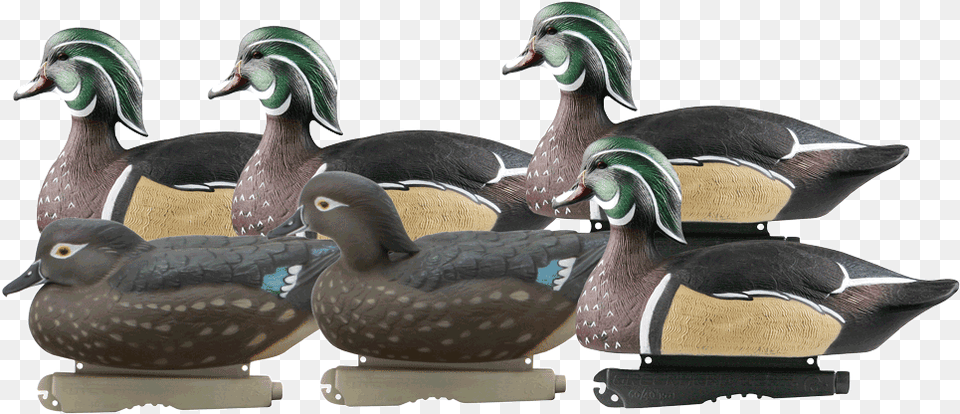 Life Size Wood Ducks, Animal, Anseriformes, Bird, Waterfowl Png Image