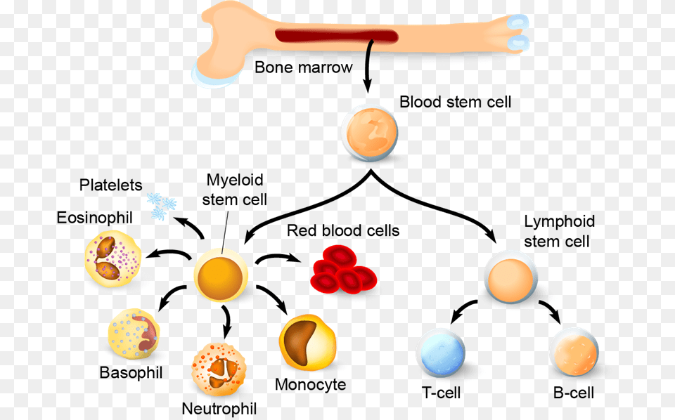 Life Span Of A Cell, Egg, Food Png