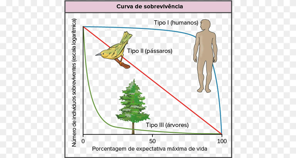 Life Tables Survivorship Curves Amp Age Sex Structure Survivorship Curve, Tree, Plot, Plant, Chart Png Image