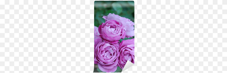 Lifestyle Kartenbox Hard Rosen, Flower, Plant, Rose, Petal Free Png Download