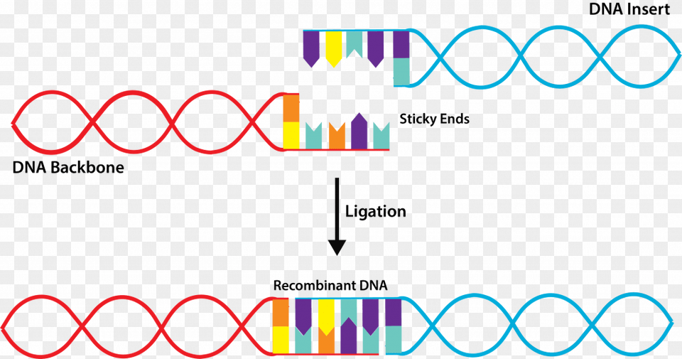 Ligation Diagram, Art, Graphics, Light Png Image