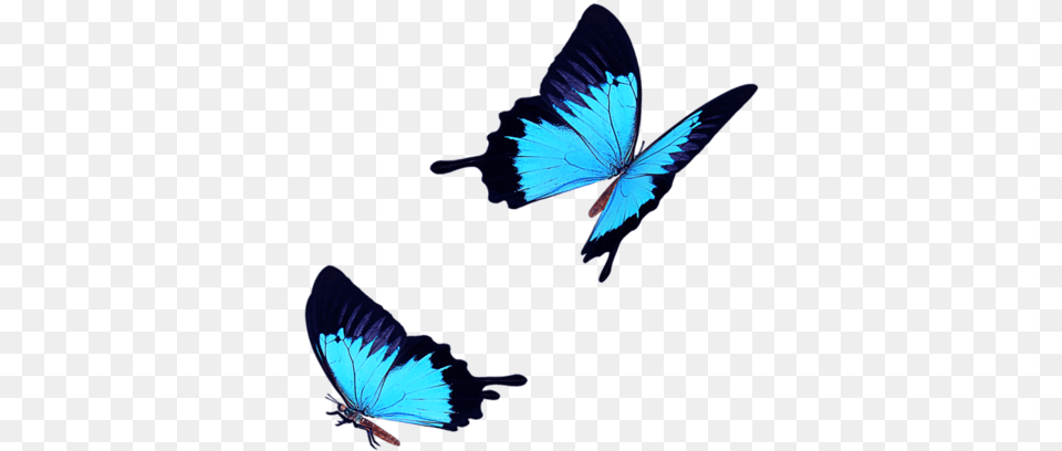 Light Blue Butterfly Fly Blue Butterfly Icon Transparent, Animal, Insect, Invertebrate, Bird Free Png Download
