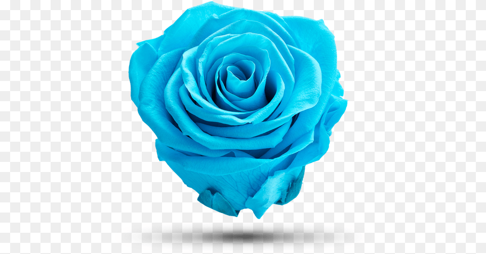 Light Blue Castiel Royal Flowers Lovely, Flower, Plant, Rose Png Image