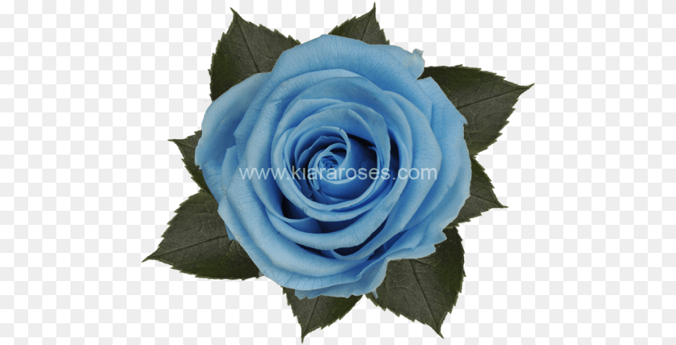 Light Blue Flower, Plant, Rose Png Image