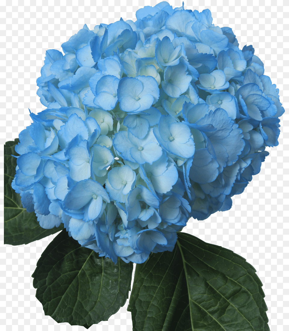 Light Blue Flowers Light Blue Flower, Geranium, Plant, Carnation, Flower Arrangement Free Png Download