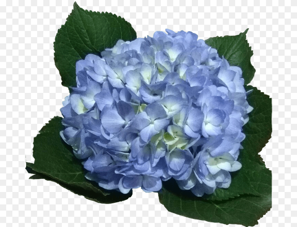 Light Blue Hydrangea, Dahlia, Flower, Geranium, Petal Png Image