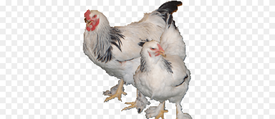 Light Brahmas Are Mainly White In Color With Black Edged Rooster, Animal, Bird, Chicken, Fowl Free Transparent Png