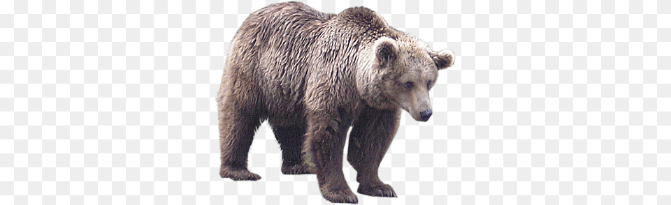Light Brown Bear, Animal, Mammal, Wildlife, Brown Bear Free Transparent Png