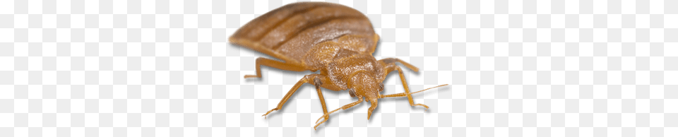 Light Brown Bed Bug, Animal Free Png
