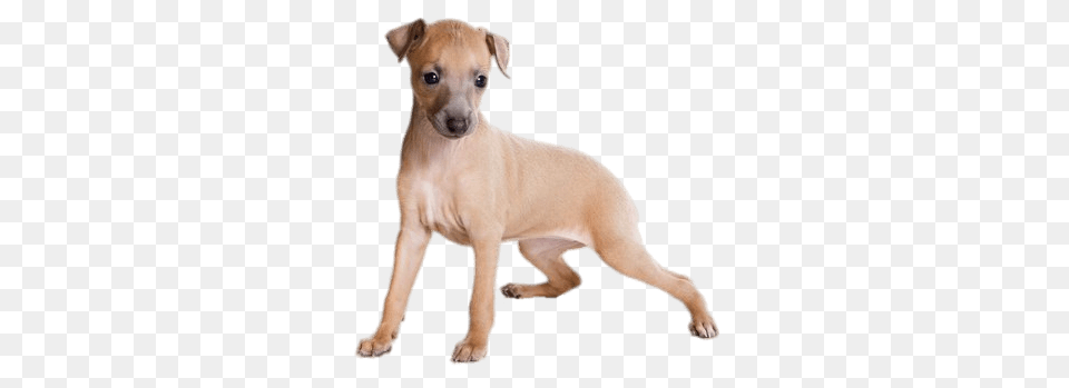 Light Brown Greyhound Puppy, Animal, Canine, Dog, Mammal Free Png
