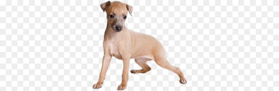 Light Brown Greyhound Puppy Transparent Stickpng Italian Greyhound Puppy, Animal, Canine, Dog, Mammal Free Png Download