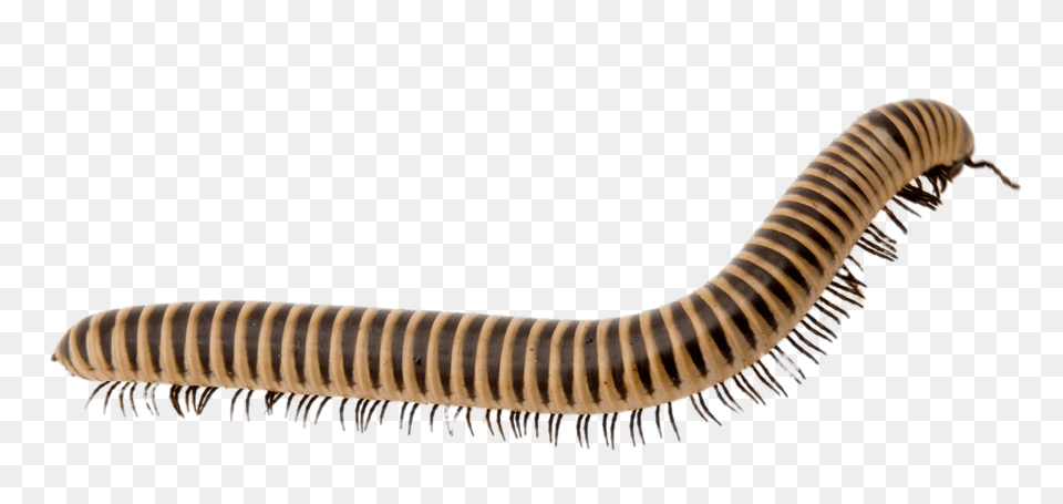 Light Brown Millipede, Animal, Insect, Invertebrate, Worm Free Png