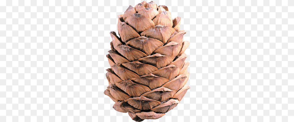Light Brown Pine Cone Transparent, Plant, Tree, Conifer, Food Png