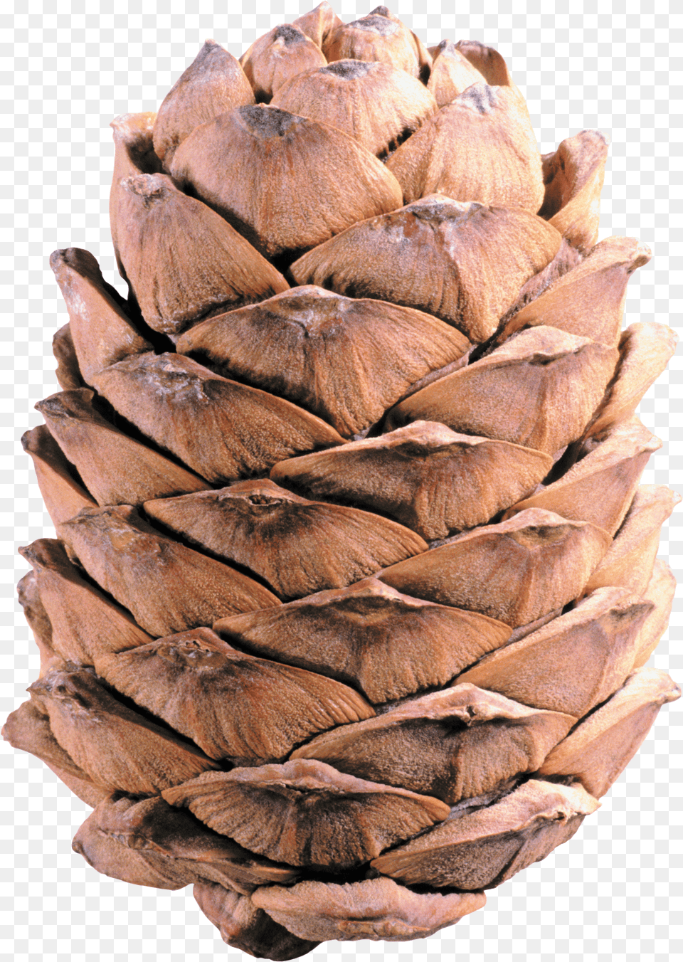 Light Brown Pine Cone Transparent, Plant, Tree, Food, Produce Free Png Download