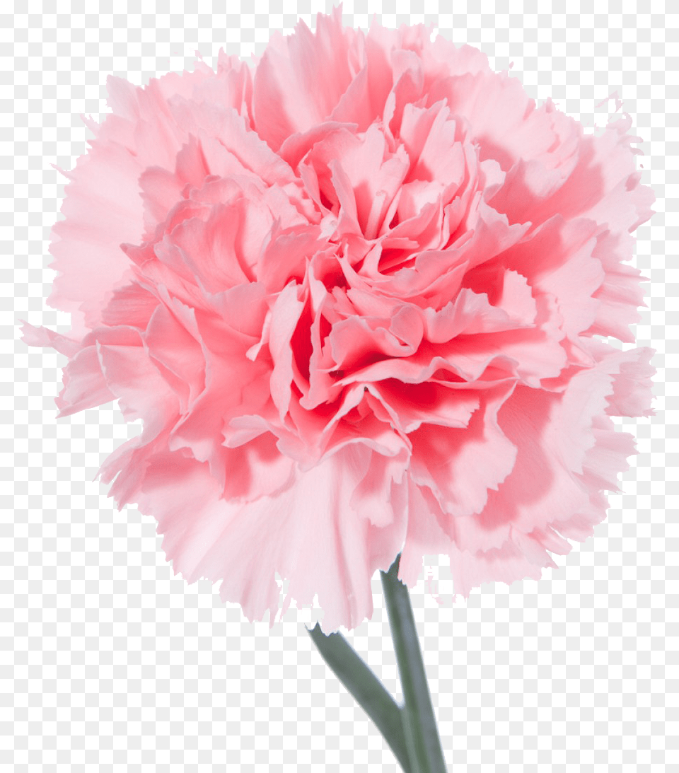 Light Flower Background Free Background, Carnation, Plant, Rose Png Image