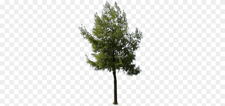 Light Fur Tree Cutout Immediate Entourage Fur Tree Mexican Pinyon, Conifer, Fir, Pine, Plant Free Png