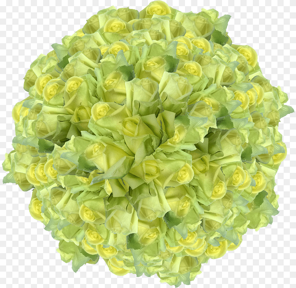 Light Green Color Rose Flowers Bulk Sale Special Real Artificial Flower, Art, Floral Design, Flower Arrangement, Flower Bouquet Free Png