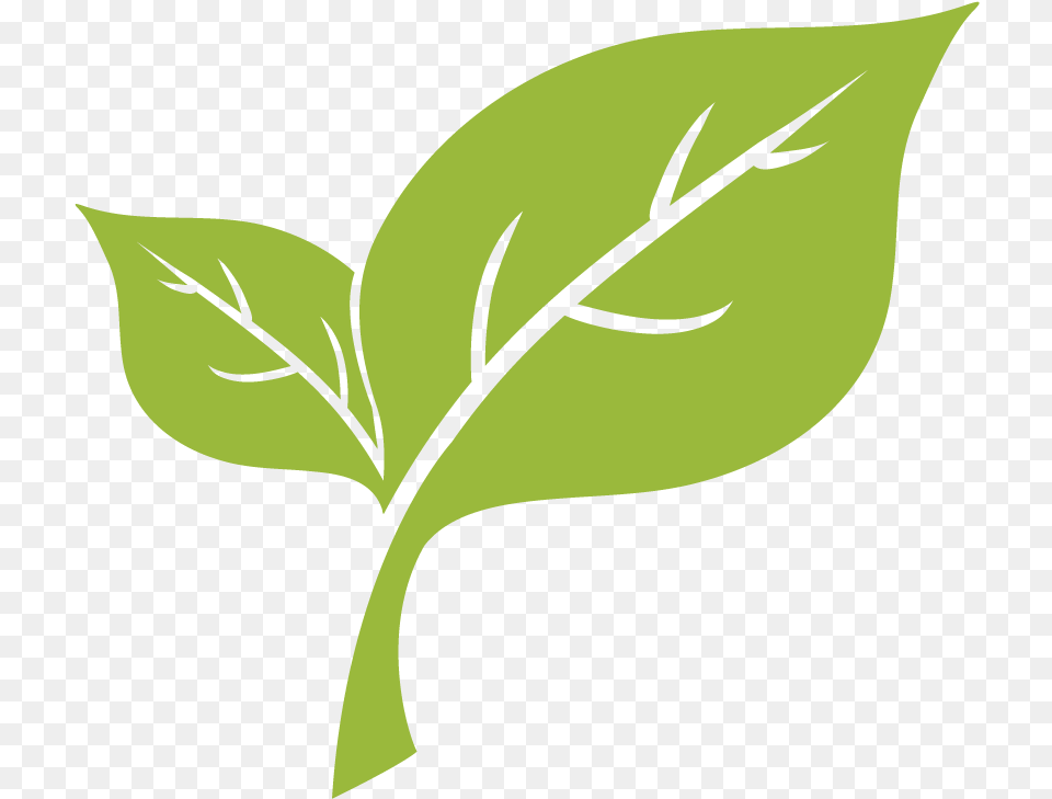 Light Green Leaf, Plant, Herbal, Herbs, Shark Png